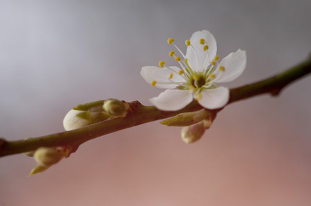 盛开的树的树枝, 白色的花朵。春季开花