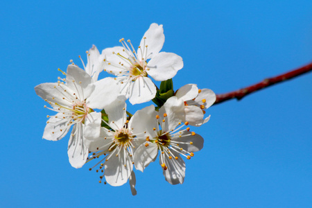 在春天盛开的樱桃梅花树
