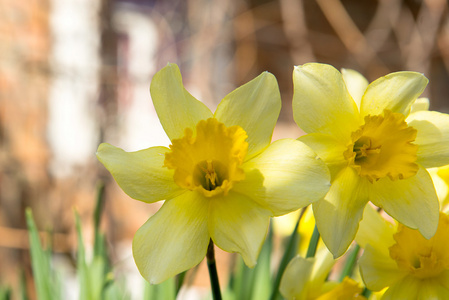 花床上有黄水仙花, 春天开花, 春天花, 花, 报春花