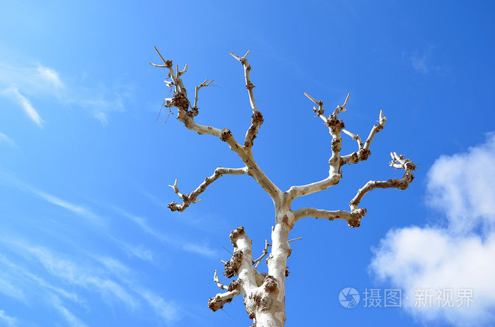 老高大的白树和蓝色多云的天空在夏天的照片