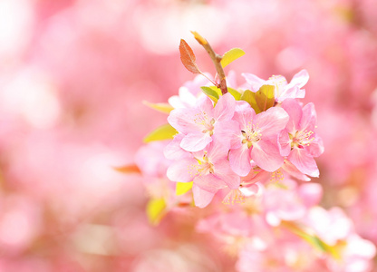 春天开花。美丽的粉红色花朵在春天