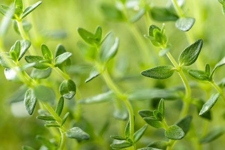 百里香香草种植