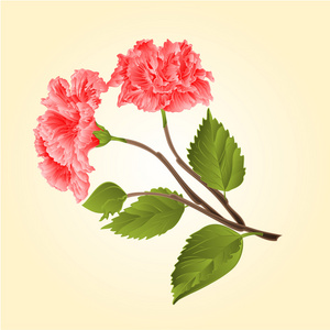 粉红色的芙蓉热带花卉矢量