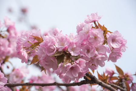 美丽的樱花樱花在日本薄荷