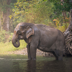泰国森林深处的天然河流中的亚洲大象
