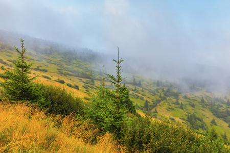 绿色的山边坡在清晨的薄雾中图片