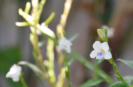 后院花园蜈蚣植物花图片