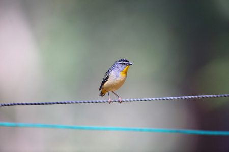 在澳大利亚的斑点的 pardalote Pardalotus 马尾松