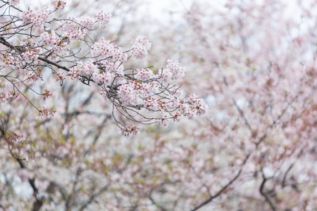 樱桃开花自然背景，日本的樱花季节
