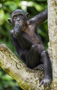 倭黑猩猩的自然栖息地在树上图片
