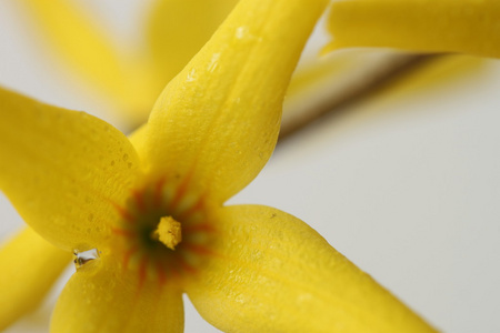 黄色的花朵, 柔软的花背景。宏观