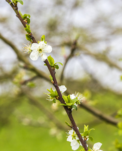 苹果树上的花在春天的特写镜头
