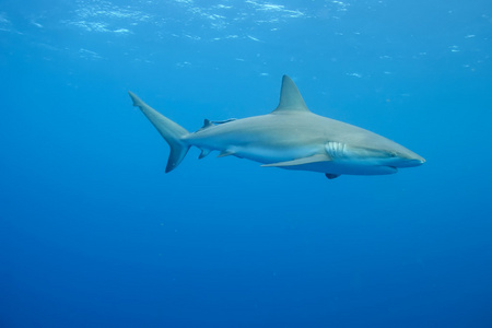 大白鲨水下加勒比海