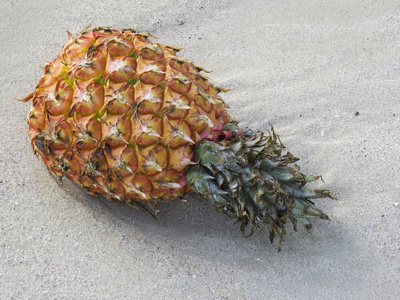 奇异的水果菠萝