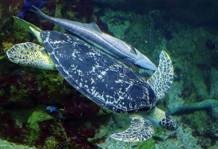 水族馆。 海龟绿