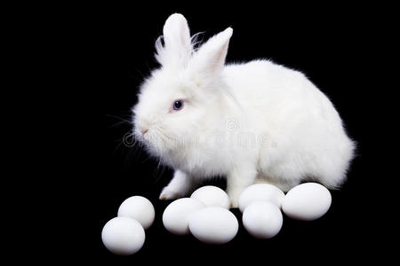 软的 动物 春天 毛茸茸的 甜的 可爱的 兔子 有趣的 可爱极了