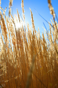 领域 风景 稻草 夏天 很完美 场景 燕麦片 作物 天空