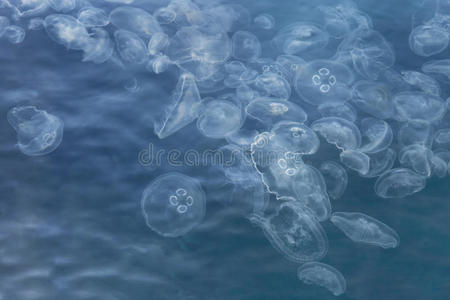 海的 水母 动物 果冻 浮动 生活 生物学 有机体 滑翔