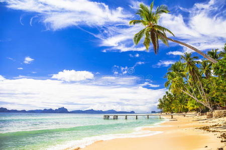 海景 美丽的 棕榈 自然 全景图 海滩 全景 泻湖 天堂
