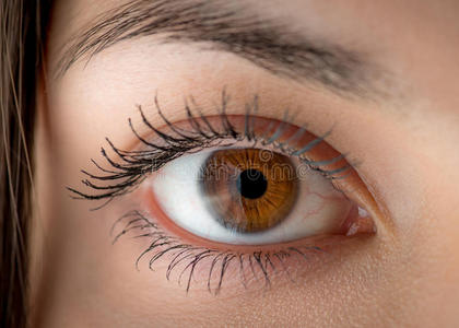 睫毛 人类 美女 照顾 魅力 虹膜 眼睑 清晰 眼睛 角膜