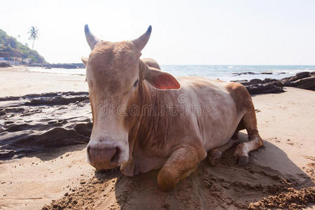 印度教 牛奶 自然 反射 幸福 公司 放牧 海滩 动物 遥远的
