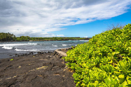 熔岩 泡沫 岩石 棕榈 海洋 植被 夏威夷 美国 海湾 海滩