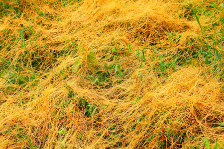 国家 大草原 植物区系 菟丝子 喂养 美国 自然 生态学