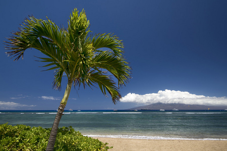 棕榈树和与拉奈岛的海滩。拉海纳，毛伊岛夏威夷