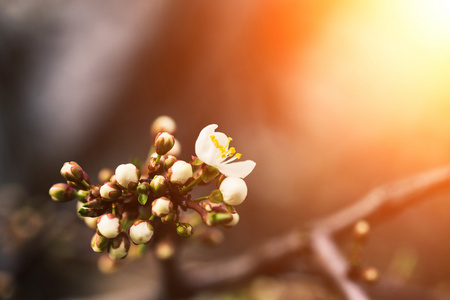 春天盛开的花杏