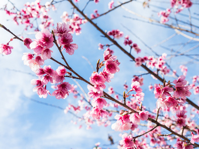 野生喜马拉雅樱花