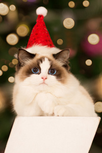 猫。 圣诞派对寒假猫带礼品盒。 新的一年