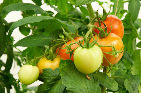 红番茄对菜园的分支