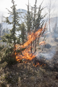 森林大火 catastrofe