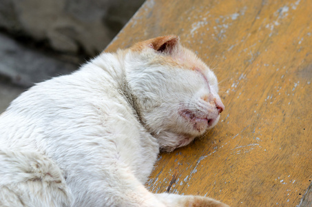 猫睡木地板