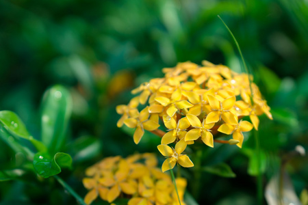 黄龙船花