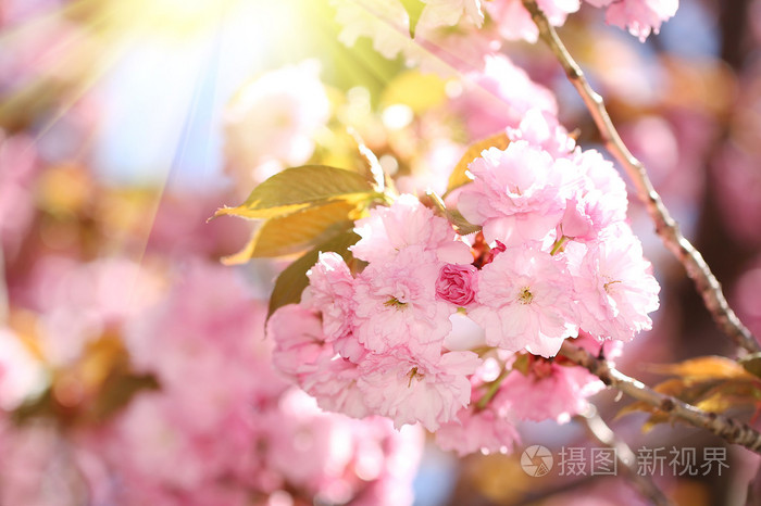 美丽的粉红色花朵.樱花