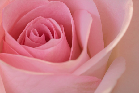 美丽的粉红色玫瑰特写