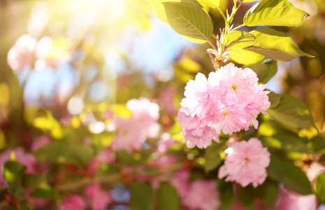 春天开花。美丽的粉红色花朵。樱花