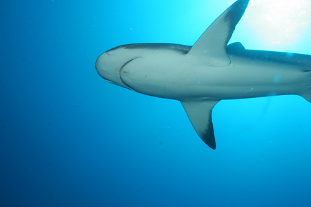 大白鲨水下古巴加勒比海图片