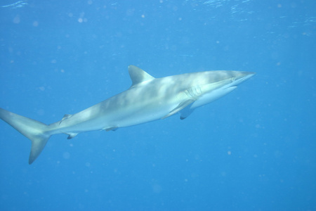 大白鲨水下古巴加勒比海