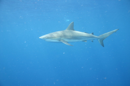 大白鲨水下古巴加勒比海