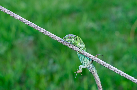 野生绿色蜥蜴