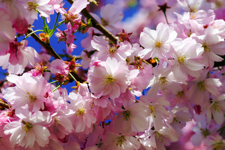 美丽的粉红色花朵的蓝蓝的天空背景上的樱桃