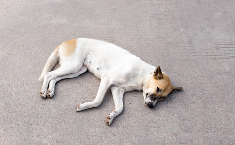 狗休息在混凝土道路上