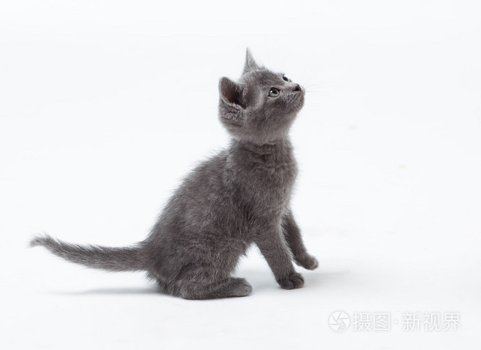 小灰小猫jpg