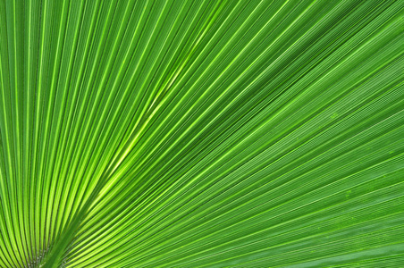 绿色的棕榈叶的抽象特写