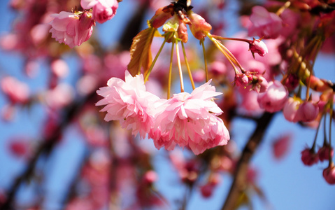 美丽的粉红色绽放的樱桃树树枝春天时间