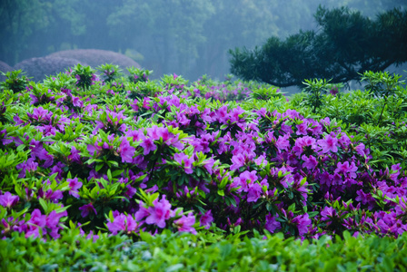 在花园里盛开的杜鹃花花朵