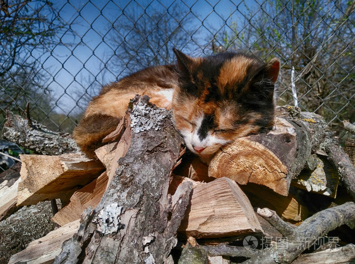 睡在火树林上的猫的特写镜头