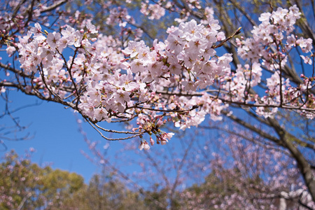 春天樱花盛开，粉色的花朵